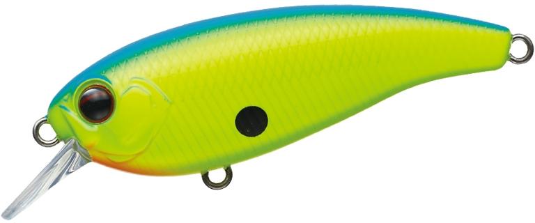 Belcanto à feuilles persistantes