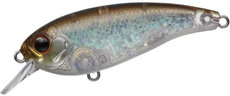 Belcanto à feuilles persistantes