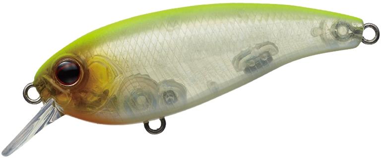 Belcanto à feuilles persistantes