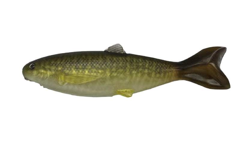 YG.Labo Dorvus 180