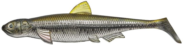 Evergreen Last Ace 140 Swim