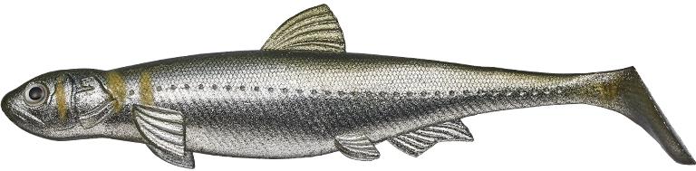 Evergreen Last Ace 140 Swim