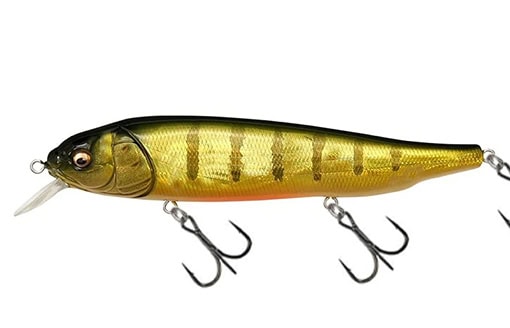 Megabass-Lates-Feeding