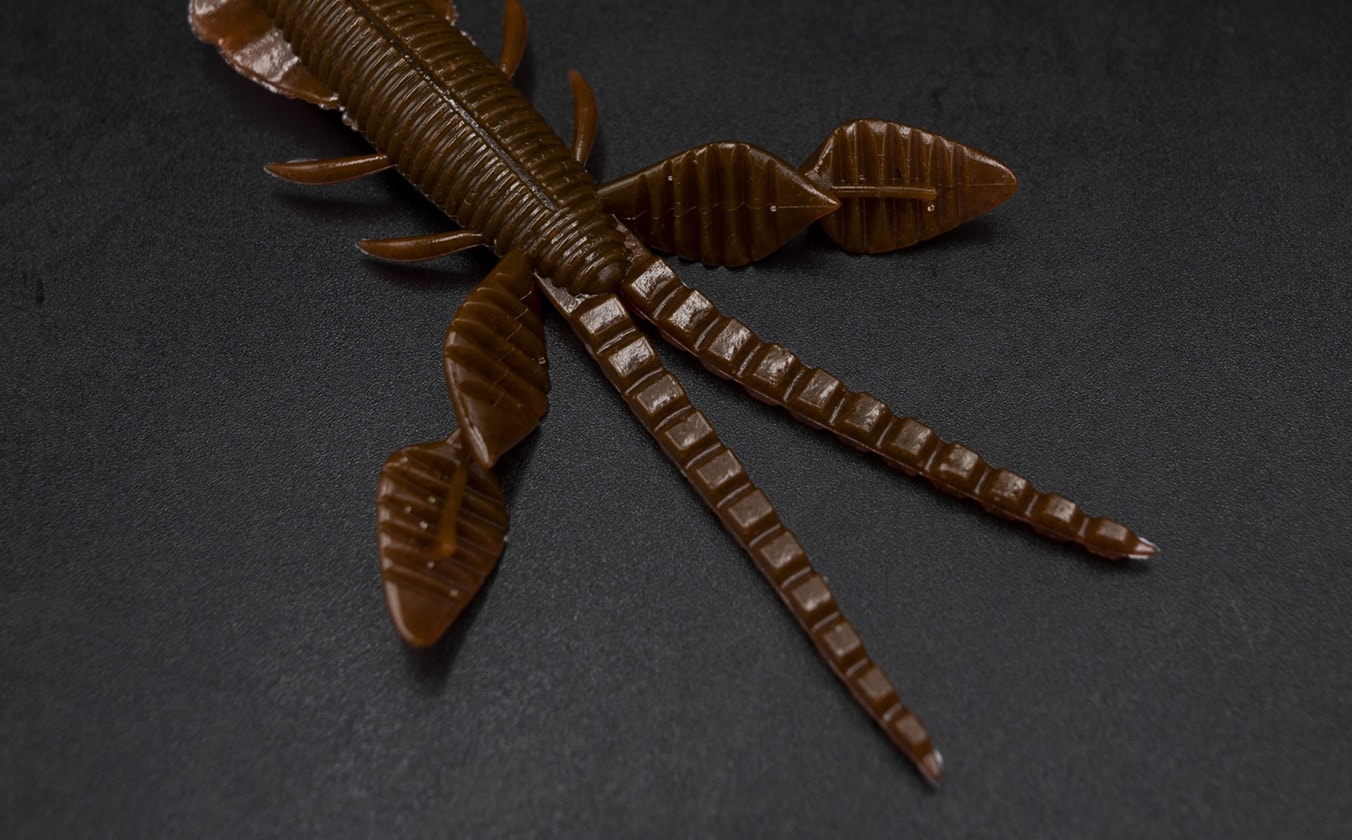 Insecte empel des Galapagos