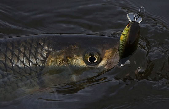 Jackall Diving Chubby 38F