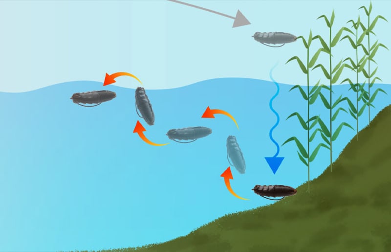 Jackall Jimmy IMO 2"