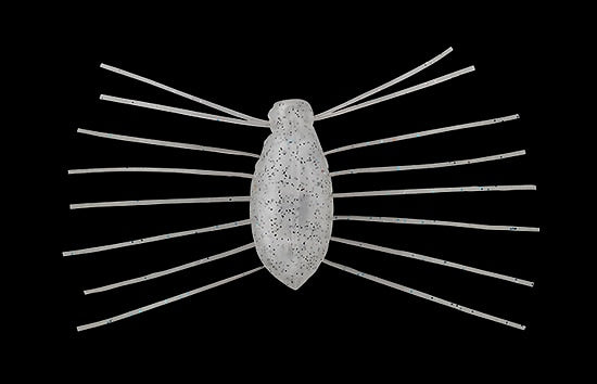 Jackall a besoin d'insectes