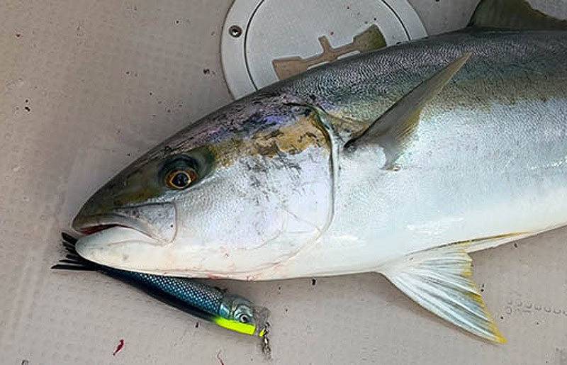 Litte Jack Bilhouette 160