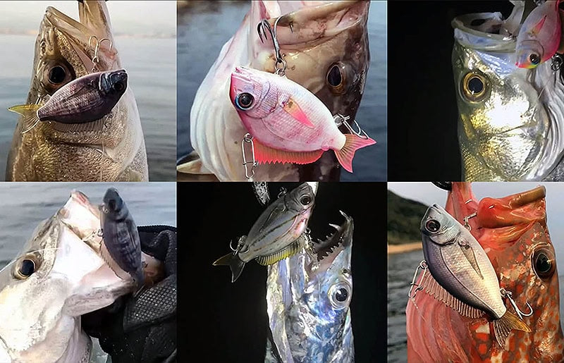 Petit Jack Charikom 50