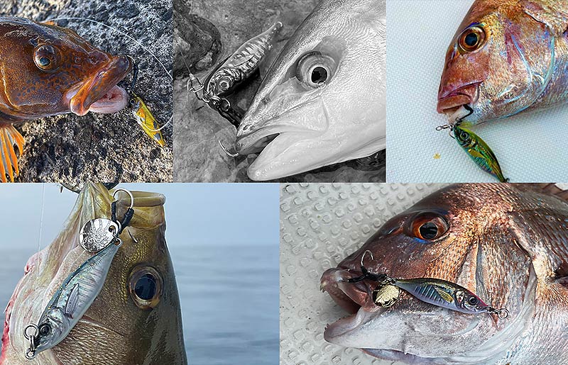 Little Jack Metal Addict 06