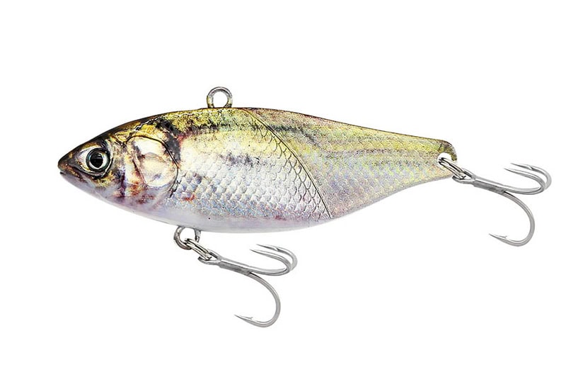 Petit Jack Plus Passionné 02