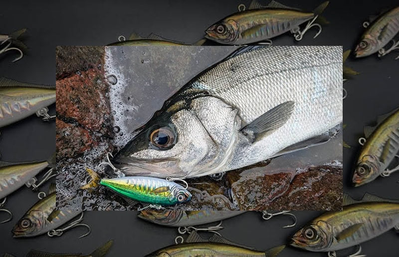 Little Jack Zeigos 65