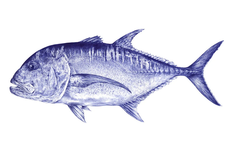 Malosi Fine Art Print - Giant Trevally