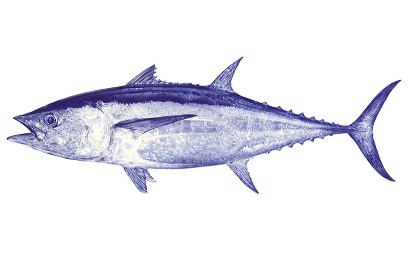 Malosi Fine Art Print - Longtail Tuna
