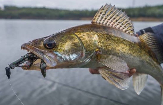 Jupe de homard Mustad Mezashi 3"