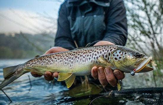 Mustad Mezashi Minnow à queue en Z 3"