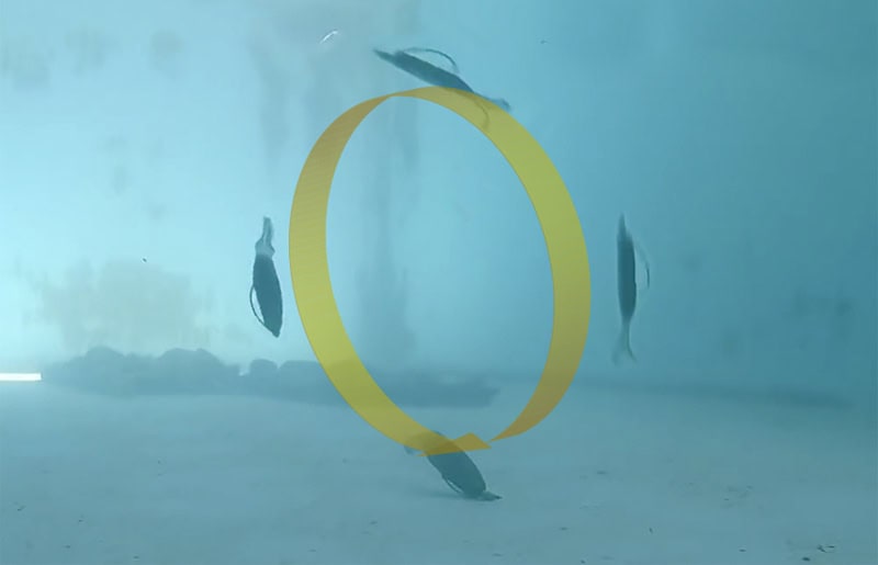 OSP DoLive SS-Gill 3.6"