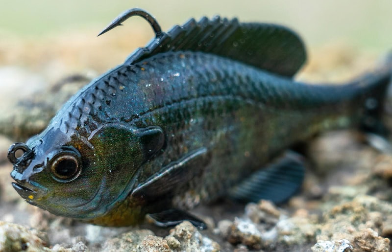 Savage Gear 3D Pulse Tail Blue Gill 4"