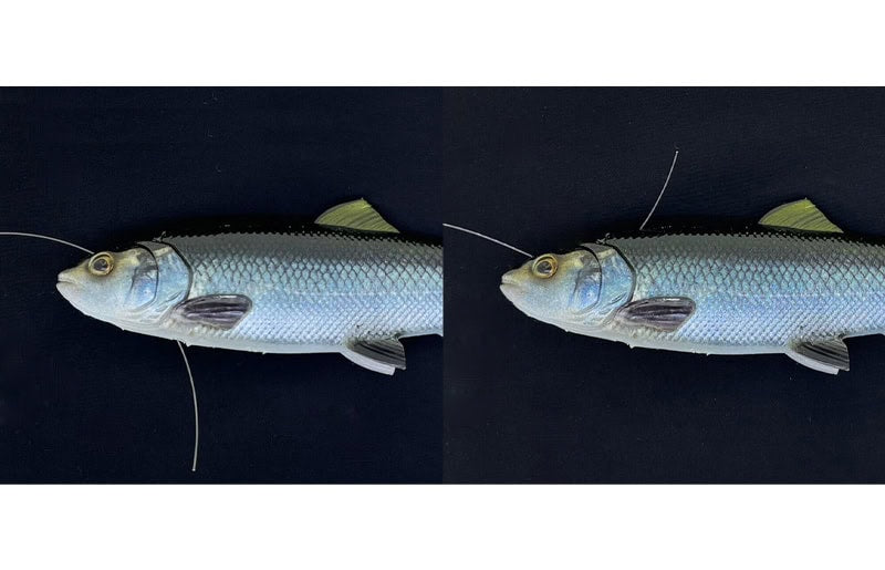 Savage Gear 4D Line Through Pulse Tail Trout 6" SS