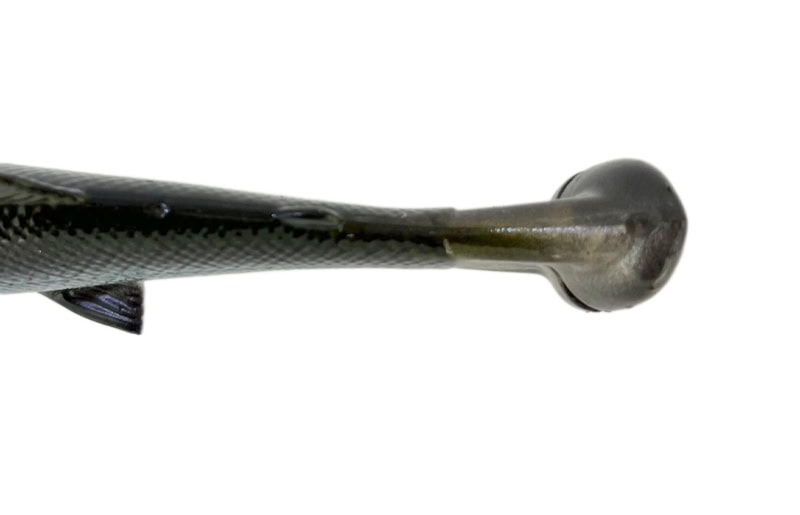 Savage Gear 4D Line Through Pulse Tail Trout 6" SS