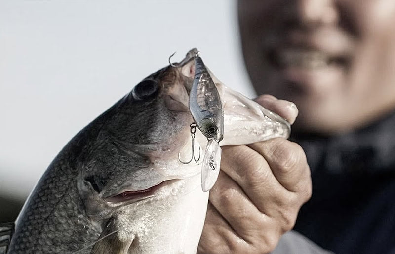 Shimano Bantam Enber 60SP FlashBoost