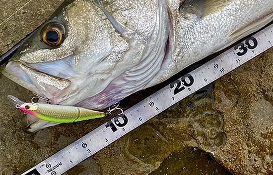 Trefle Creation Rafale JT 79S