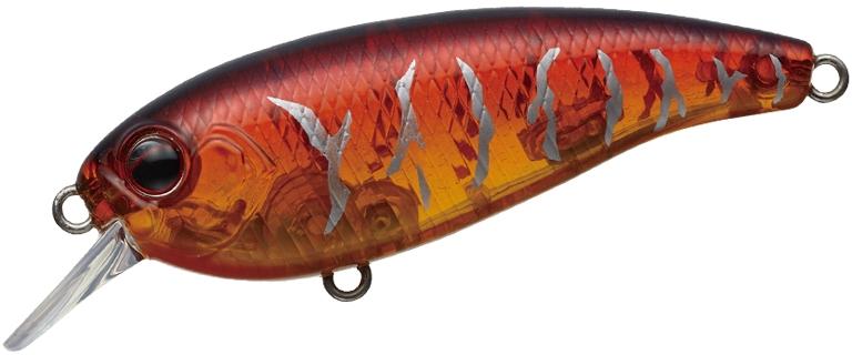 Belcanto à feuilles persistantes