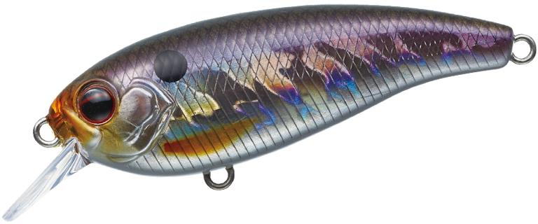 Belcanto à feuilles persistantes