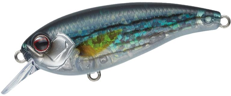 Belcanto à feuilles persistantes