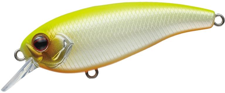 Belcanto à feuilles persistantes