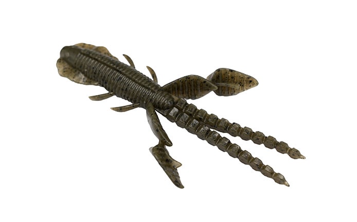 Insecte empel des Galapagos