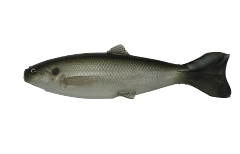 YG.Labo Dorvus 180