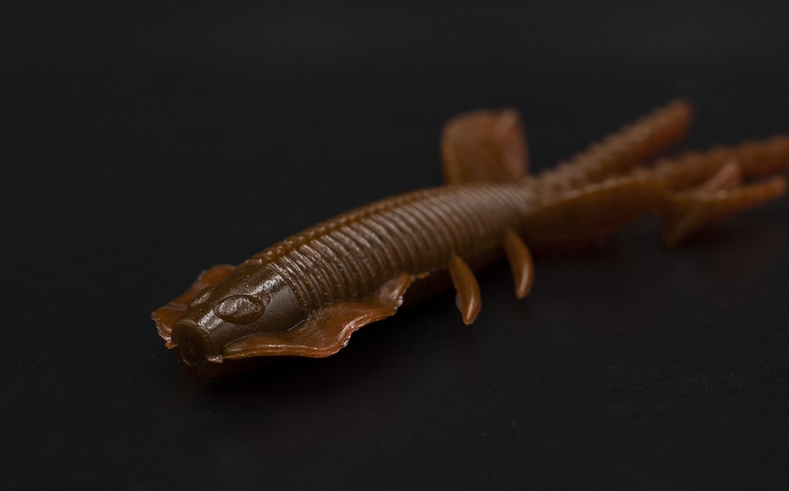 Insecte empel des Galapagos