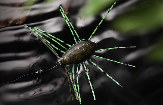 Jackall a besoin d'insectes