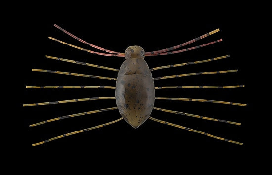 Jackall a besoin d'insectes