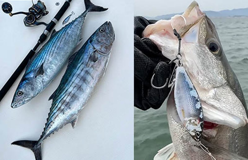 Little Jack Forma Spoon