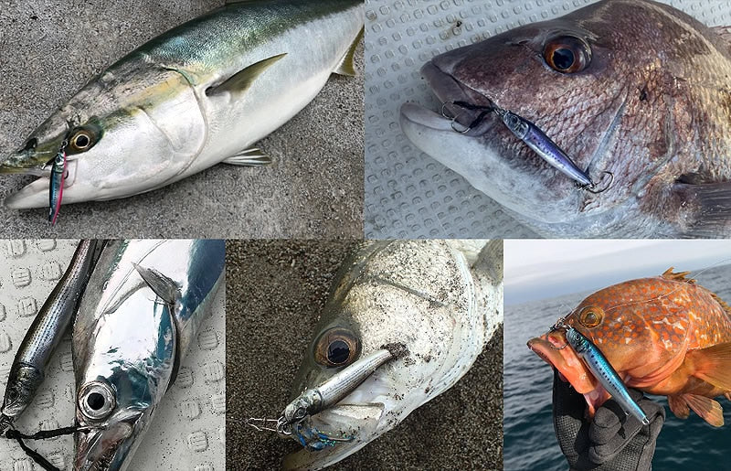 Little Jack Metal Adict 04