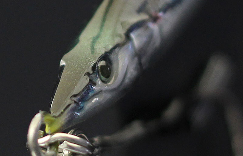 Little Jack Metal Adict 05