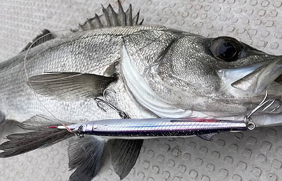 Petit Jack Sayoris 155