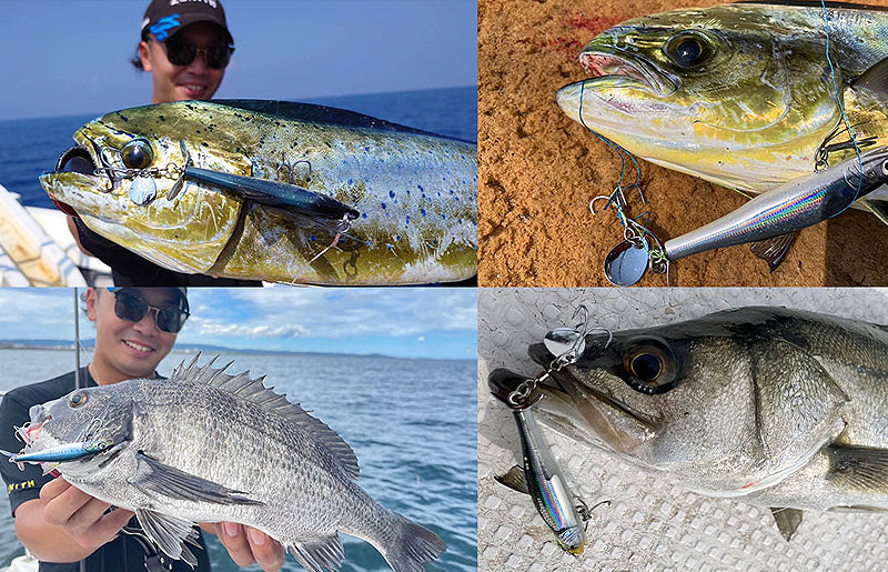 Little Jack Segrock 78