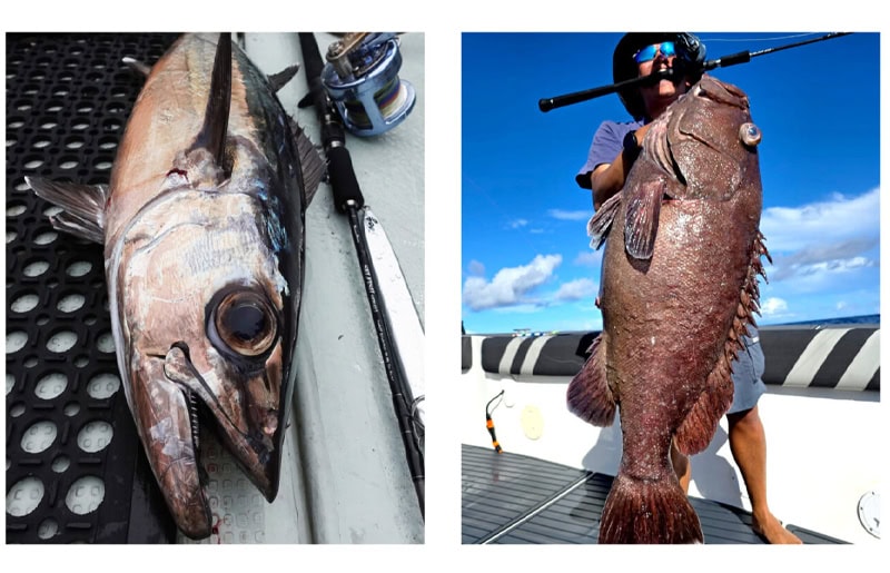 RippleFisher OceanArrow Selfish