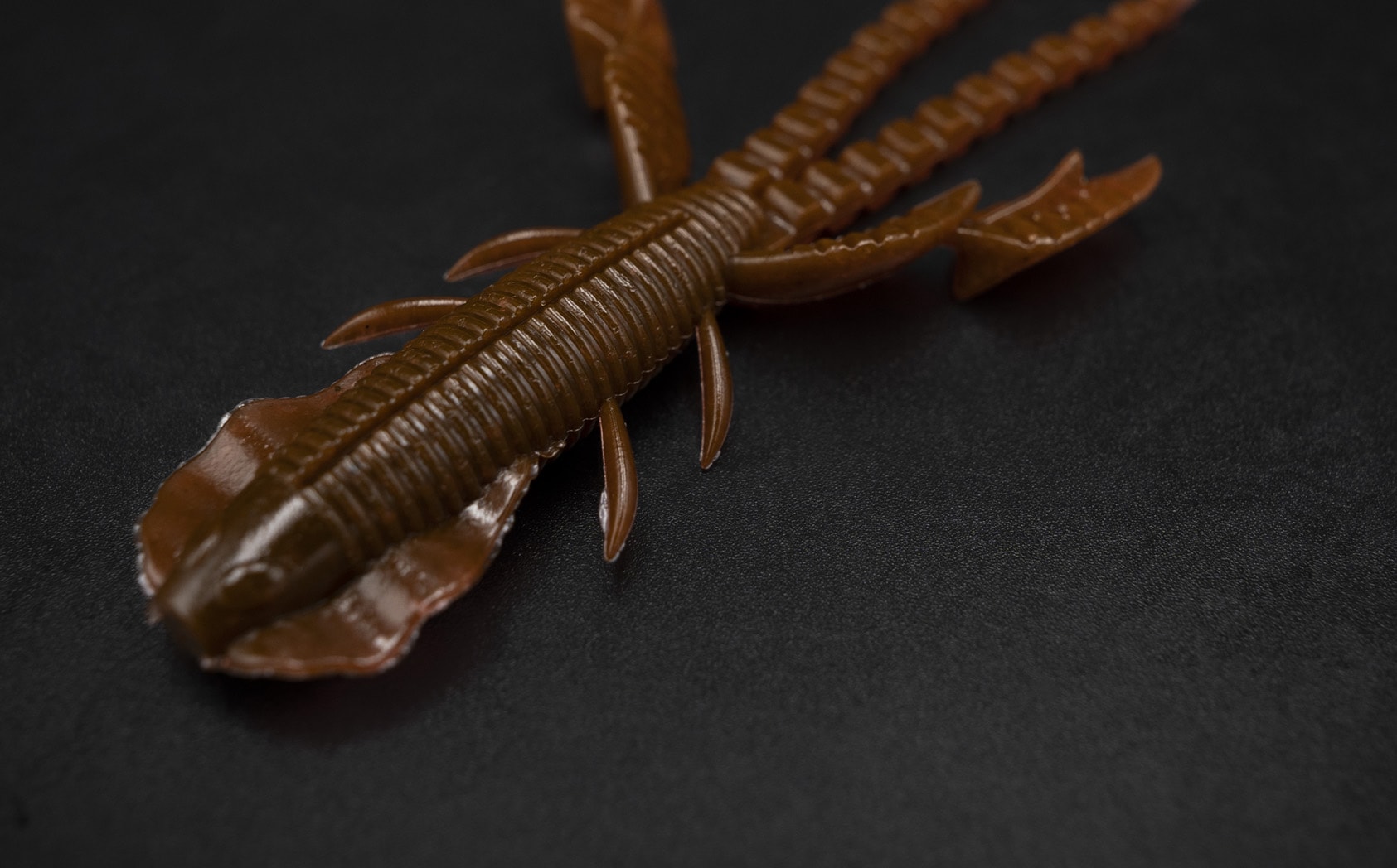 Insecte empel des Galapagos