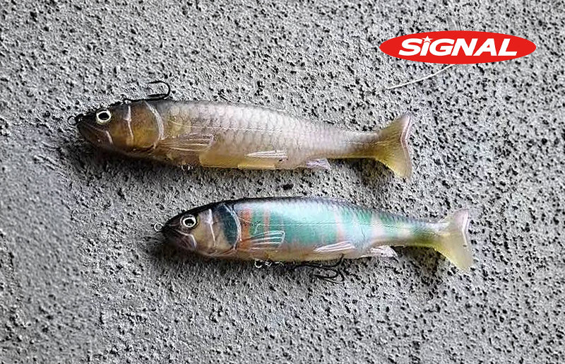 Signal Shiner 67